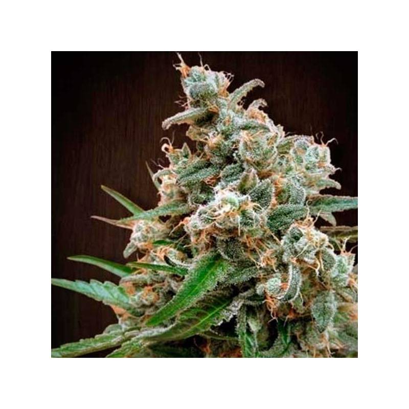 Nepalese Jam Feminizada de Ace Seeds