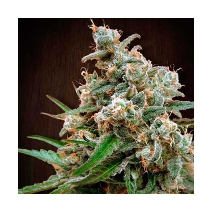 Nepalese Jam Feminizada de Ace Seeds