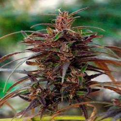 Oldtimers Haze Regular de Ace Seeds