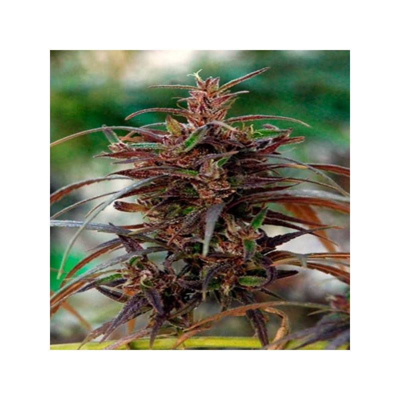 Oldtimers Haze Regular de Ace Seeds