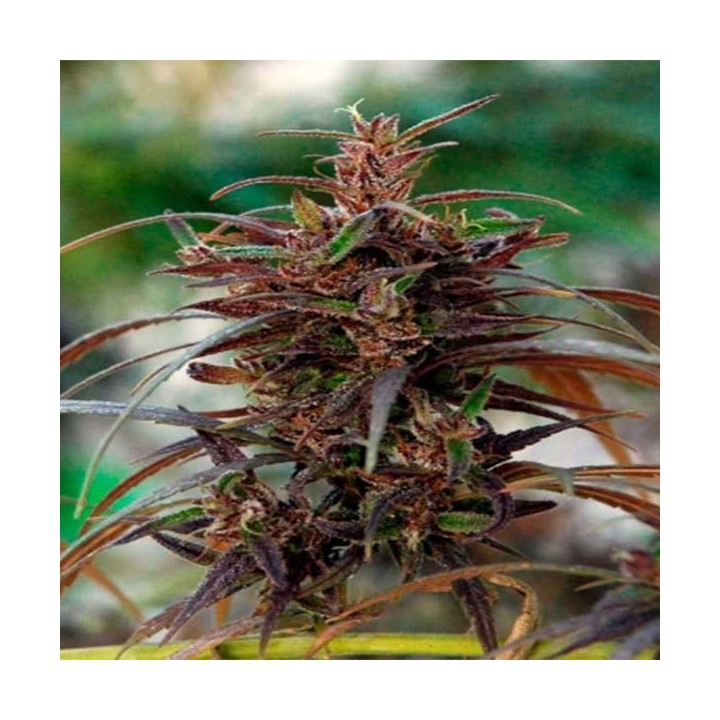 Oldtimers Haze Regular de Ace Seeds