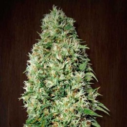 Orient Express Feminizada de Ace Seeds