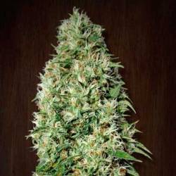 Orient Express Feminizada de Ace Seeds