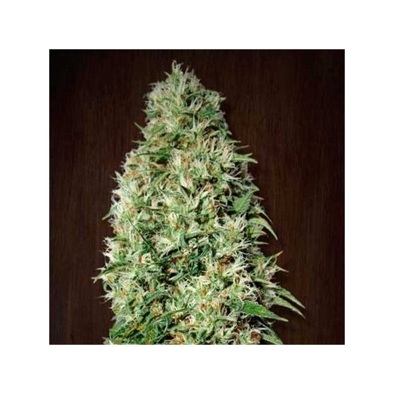 Orient Express Feminizada de Ace Seeds