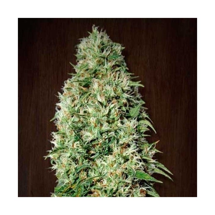 Orient Express Feminizada de Ace Seeds