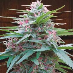 Panama Feminizada de Ace Seeds