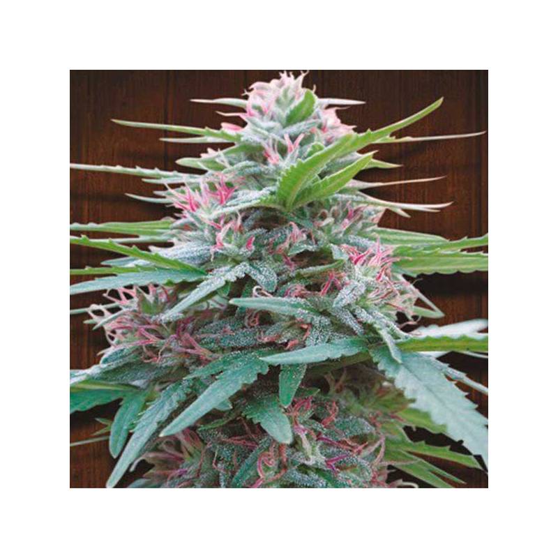 Panama Feminizada de Ace Seeds