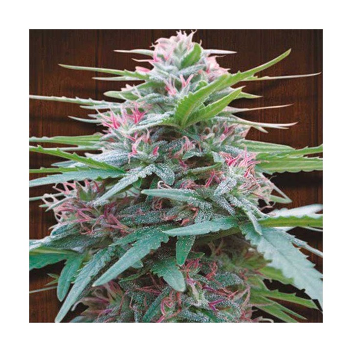 Panama Feminizada de Ace Seeds