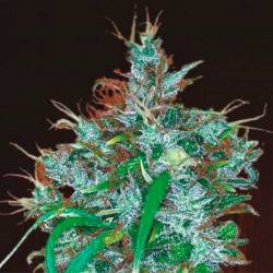 Panama Haze Feminizada de Ace Seeds