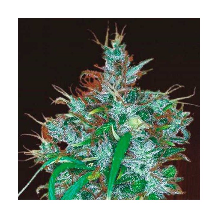 Panama Haze Feminizada de Ace Seeds