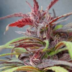 Purple Haze Regular de Ace Seeds