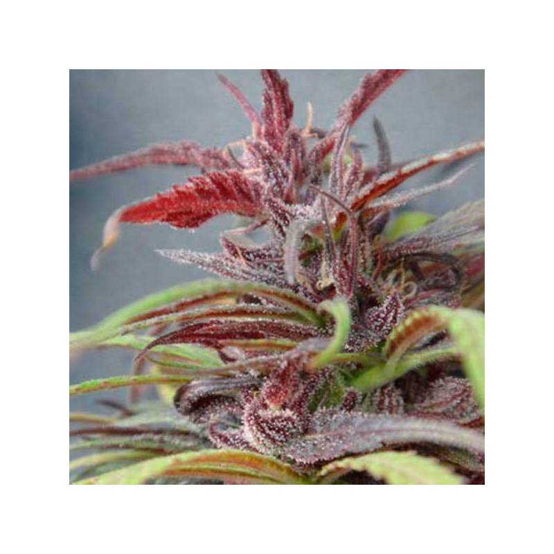 Purple Haze Regular de Ace Seeds Purple Haze Regular de Ace Seeds
