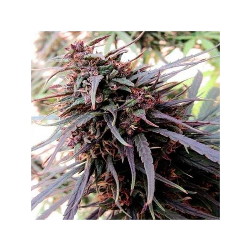 Purple Haze X Malawi Feminizada de Ace Seeds