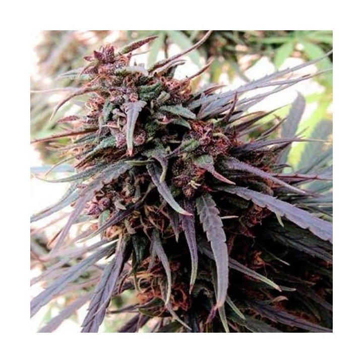 Purple Haze X Malawi Feminizada de Ace Seeds