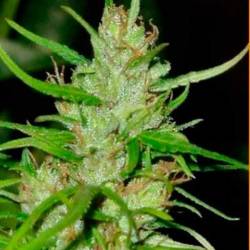 Tikal Feminizada de Ace Seeds