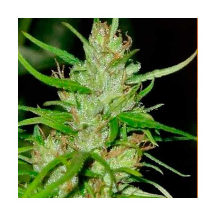 Tikal Feminizada de Ace Seeds