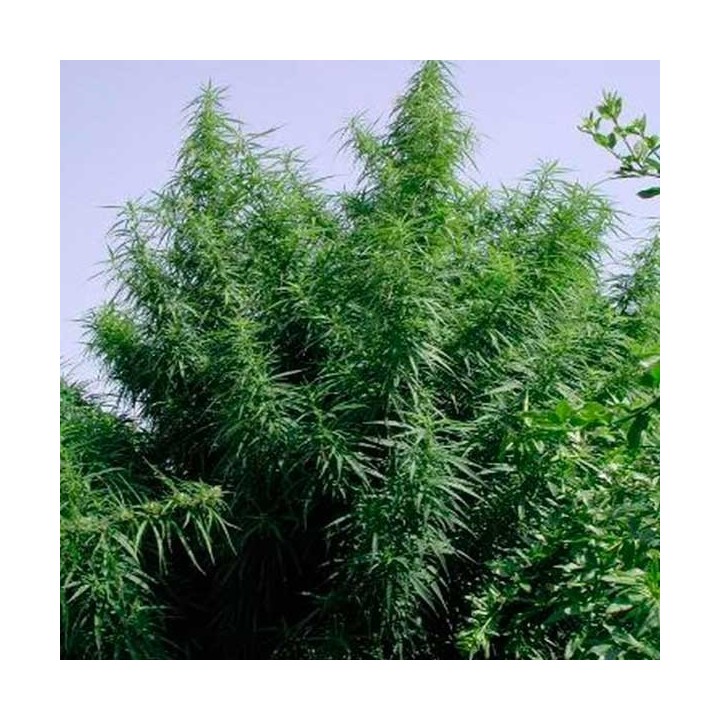Tropical Mix Feminizada de Ace Seeds