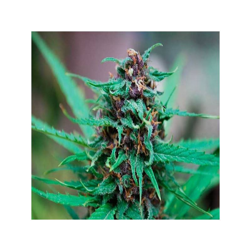 Zamaldelica Feminizada de Ace Seeds