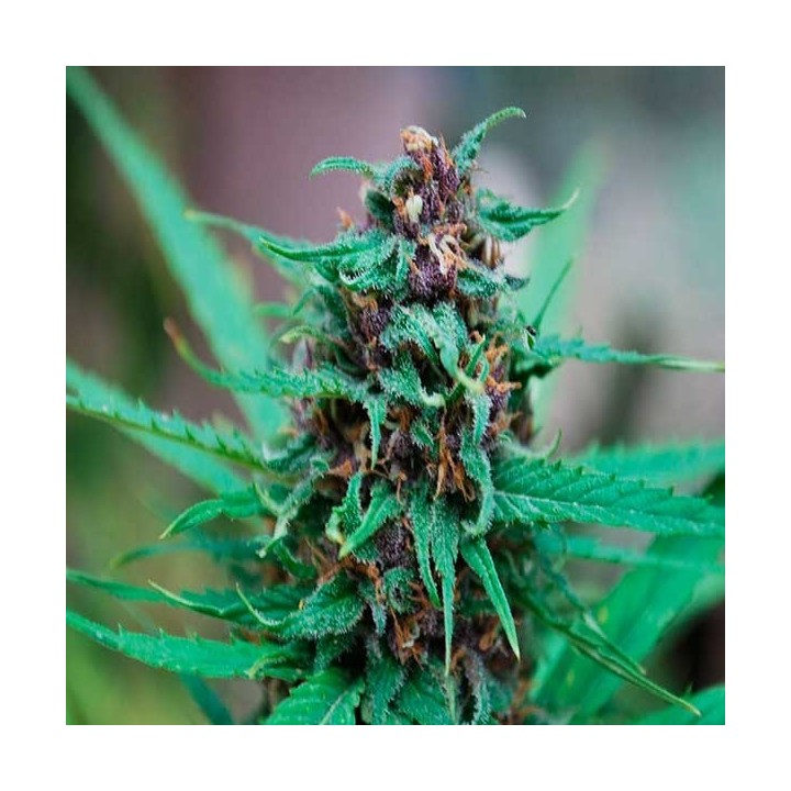 Zamaldelica Feminizada de Ace Seeds