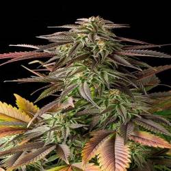 Blue Cheese Feminizada de Big Buddha Seeds