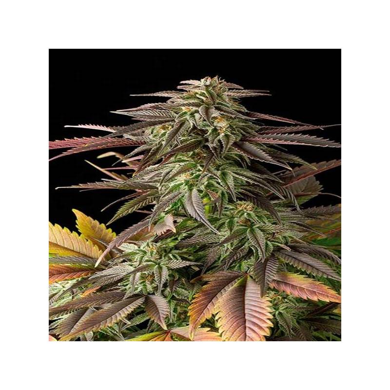 Blue Cheese Feminizada de Big Buddha Seeds