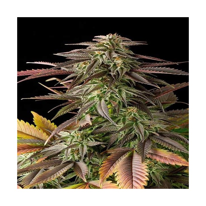 Blue Cheese Feminizada de Big Buddha Seeds