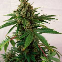 Blue Cheese Autofloreciente Feminizada de Big Buddha Seeds