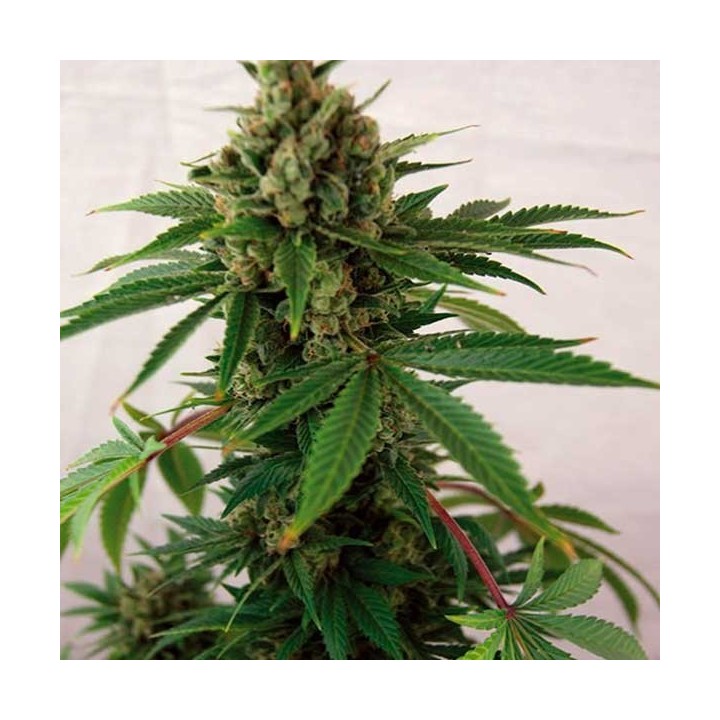 Blue Cheese Autofloreciente Feminizada de Big Buddha Seeds