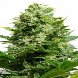 Bubble Cheese Feminizada de Big Buddha Seeds