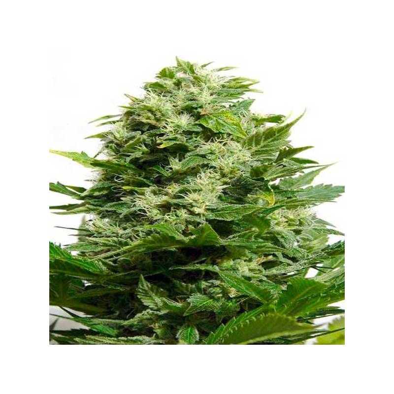 Bubble Cheese Feminizada de Big Buddha Seeds