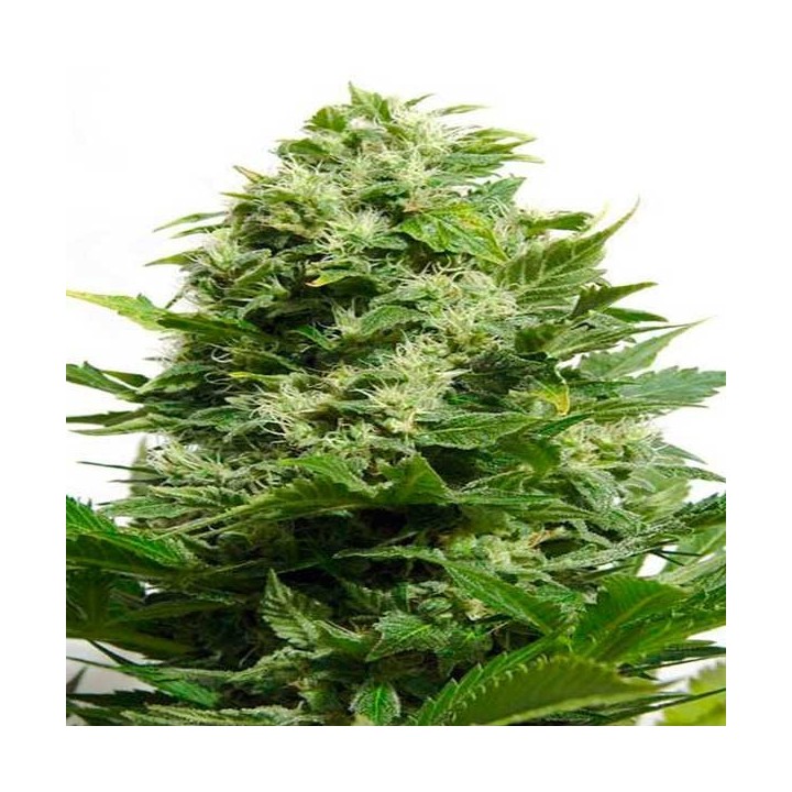 Bubble Cheese Feminizada de Big Buddha Seeds