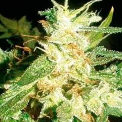 Buddha Haze Feminizada de Big Buddha Seeds