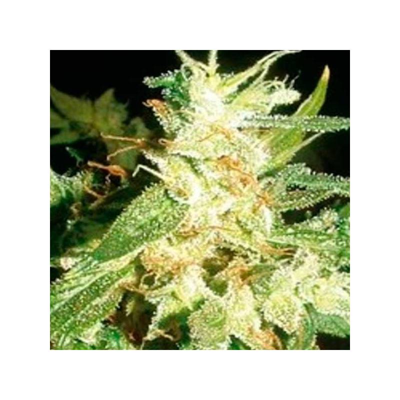 Buddha Haze Feminizada de Big Buddha Seeds