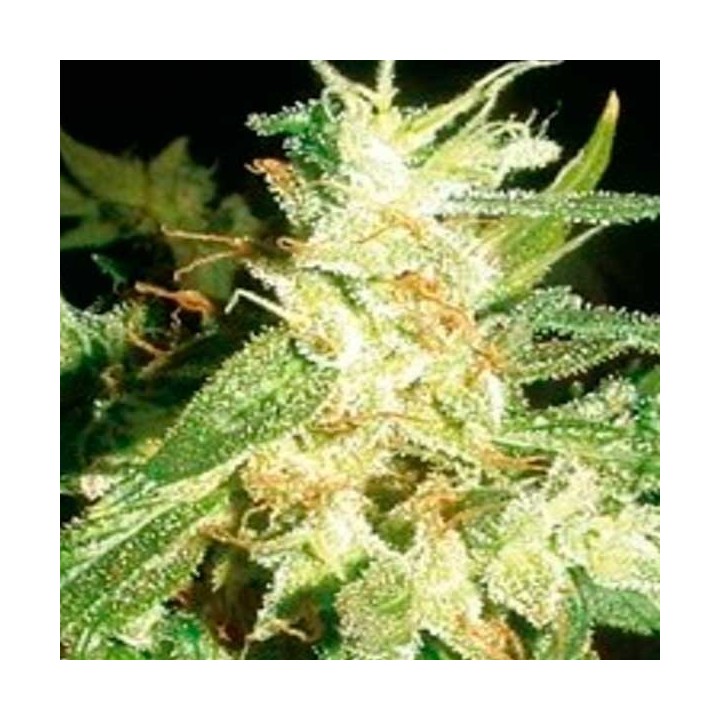 Buddha Haze Feminizada de Big Buddha Seeds