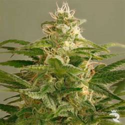 Buddha Kush Og Feminizada de Big Buddha Seeds