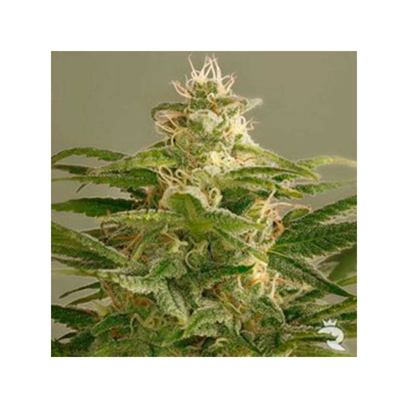 Buddha Kush Og Feminizada de Big Buddha Seeds Buddha Kush Og Feminizada de Big Buddha Seeds