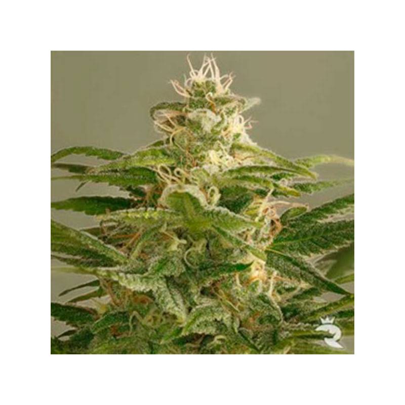 Buddha Kush Og Feminizada de Big Buddha Seeds