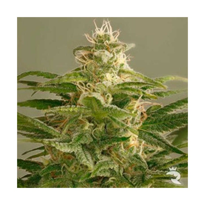 Buddha Kush Og Feminizada de Big Buddha Seeds