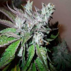 Buddha Tahoe Feminizada de Big Buddha Seeds