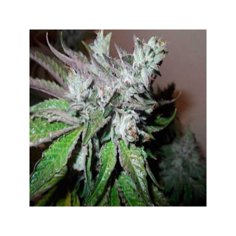 Buddha Tahoe Feminizada de Big Buddha Seeds