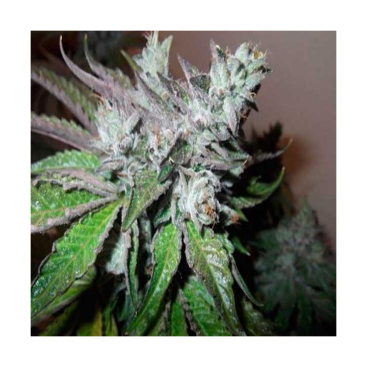 Buddha Tahoe Feminizada de Big Buddha Seeds