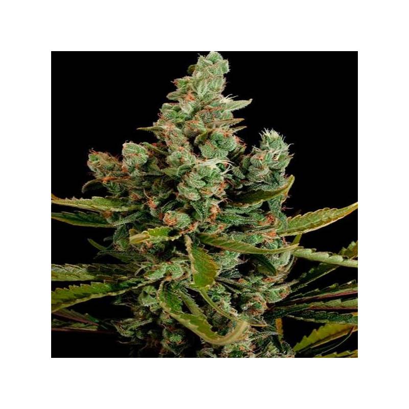 Cheese Feminizada de Big Buddha Seeds