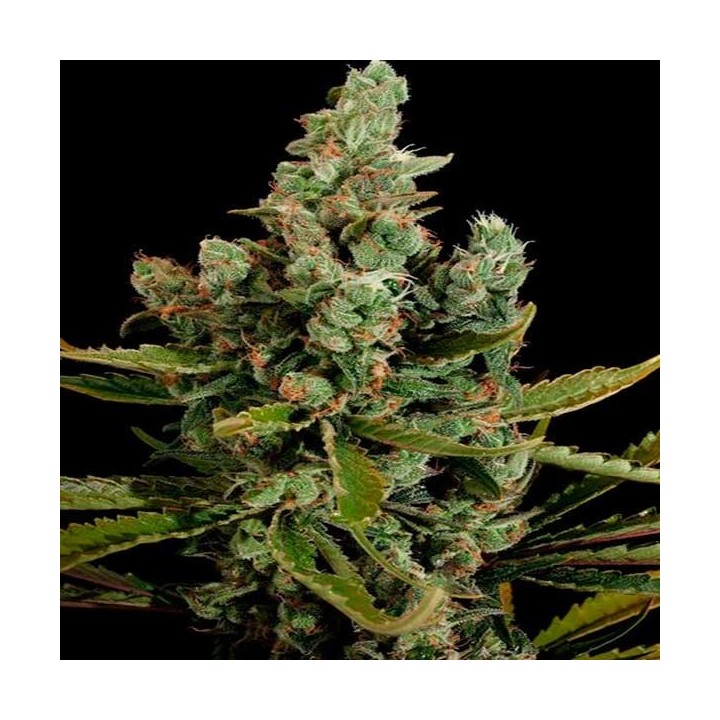 Cheese Feminizada de Big Buddha Seeds