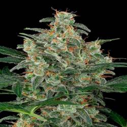 Cheese Autofloreciente Feminizada de Big Buddha Seeds