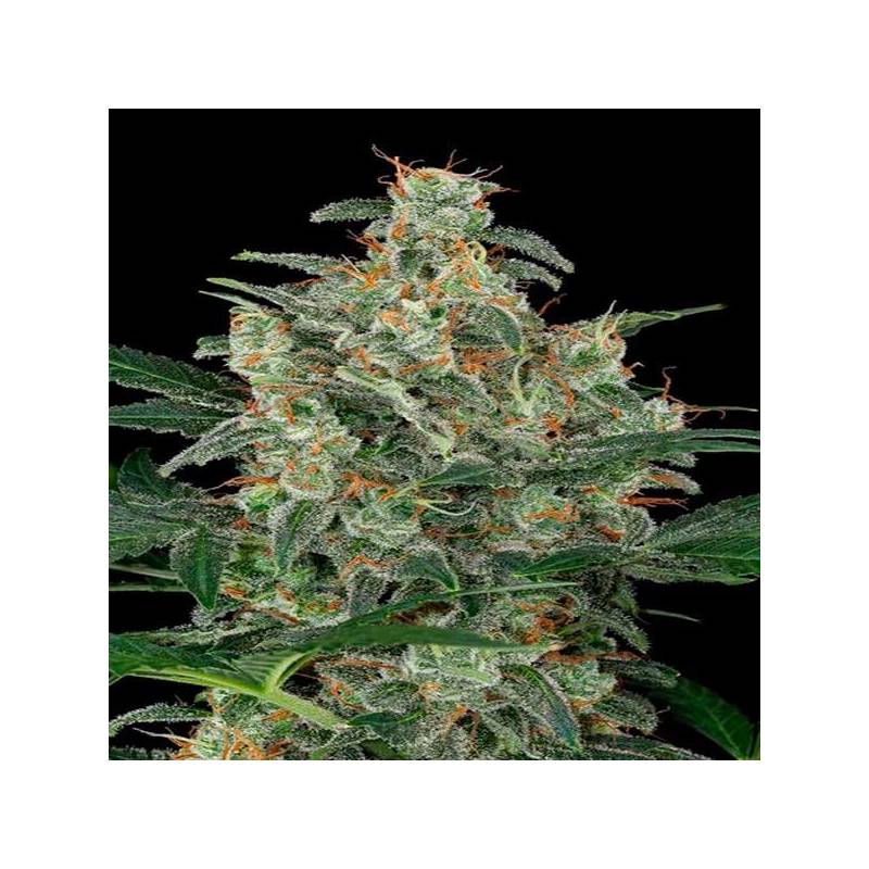 Cheese Autofloreciente Feminizada de Big Buddha Seeds