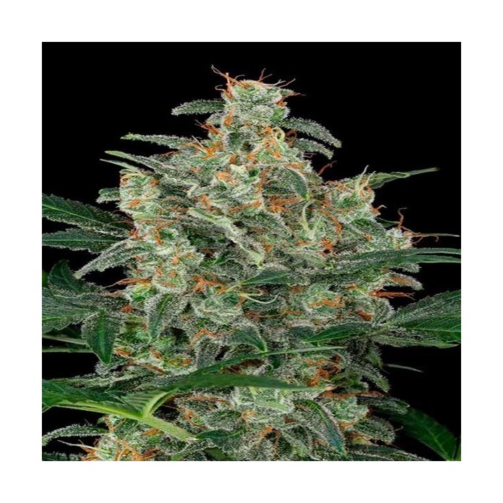 Cheese Autofloreciente Feminizada de Big Buddha Seeds