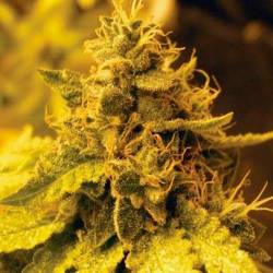 Cheese Dawg Feminizada de Big Buddha Seeds