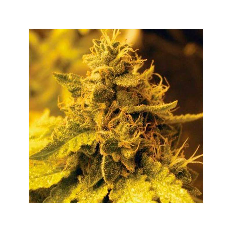 Cheese Dawg Feminizada de Big Buddha Seeds