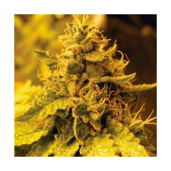 Cheese Dawg Feminizada de Big Buddha Seeds