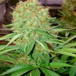 Cheesus Feminizada de Big Buddha Seeds